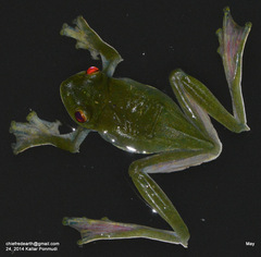 Rhacophorus malabaricus