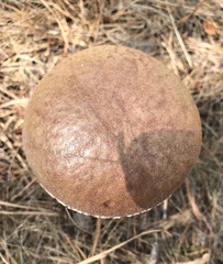 Aureoboletus projectellus