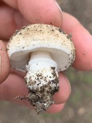 Saproamanita pruittii