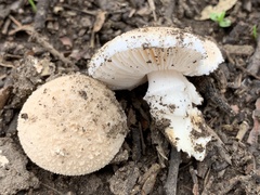Saproamanita pruittii