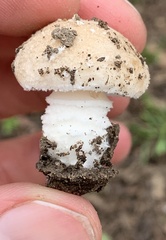 Saproamanita pruittii