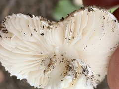 Saproamanita pruittii