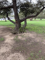 Saproamanita pruittii