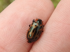 Chrysomela confluens