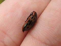 Chrysomela confluens