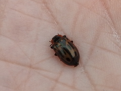 Chrysomela confluens