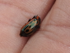 Chrysomela confluens