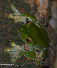Rhacophorus malabaricus