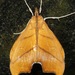 Sparagmia gonoptera - Photo 由 Rich Hoyer 所上傳的 (c) Rich Hoyer，保留部份權利CC BY-NC-SA