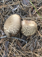 Retiboletus vinaceipes