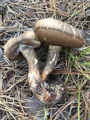 Retiboletus vinaceipes