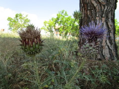 Cynara