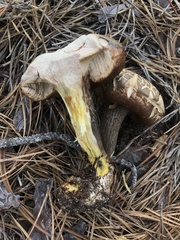 Retiboletus vinaceipes