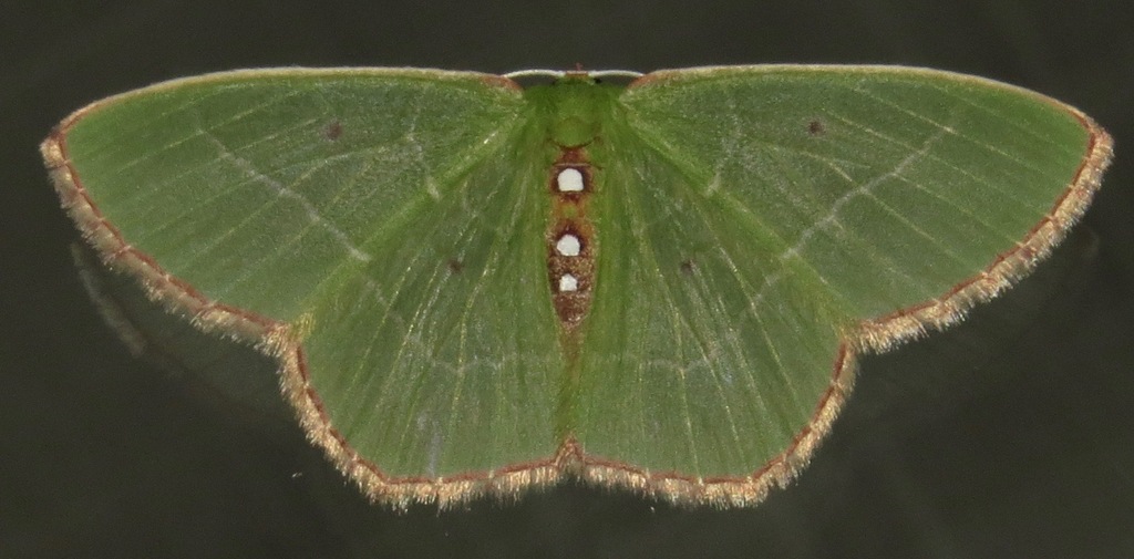 Nemoria toxeres