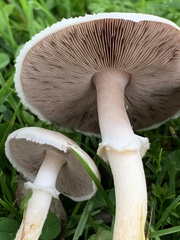 Agaricus comtulus