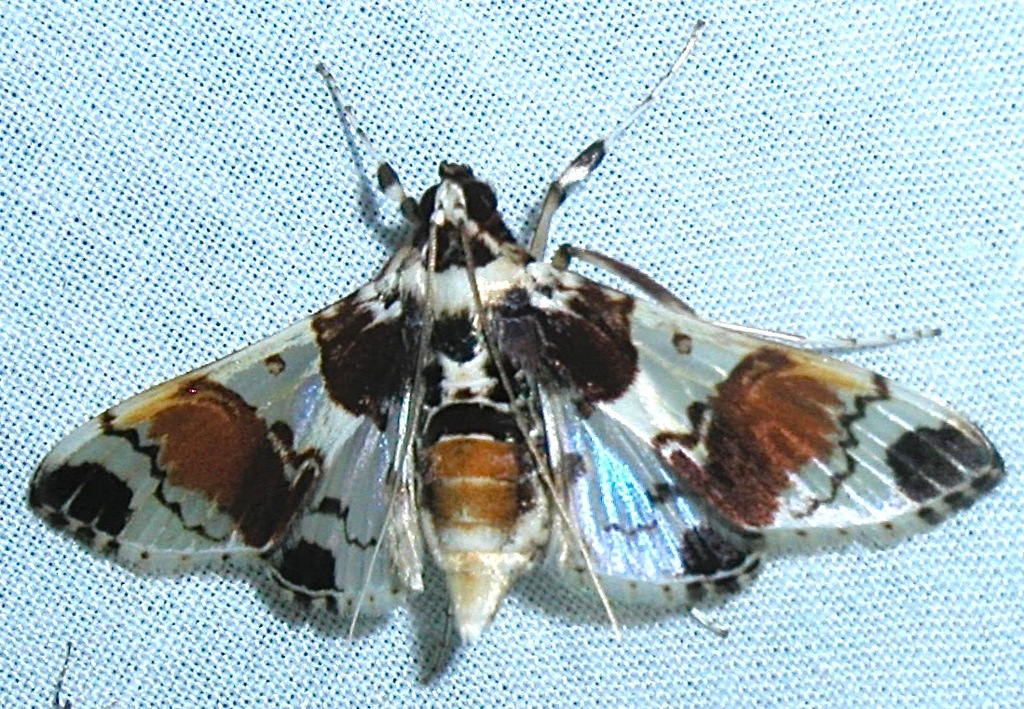 Syngamilyta apicolor