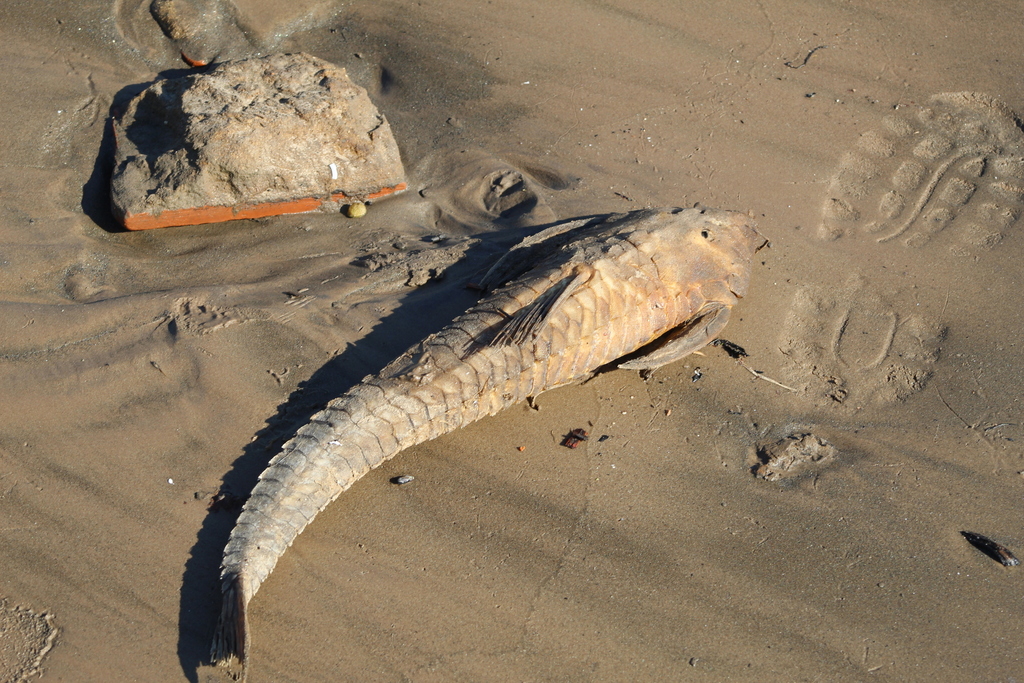 Whiptail catfish (Paraloricaria vetula) — Loricariidae
