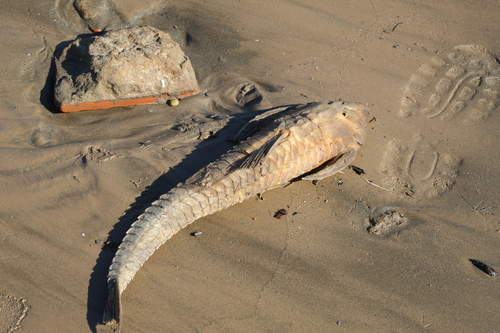 Whiptail catfish (Paraloricaria vetula) — Loricariidae