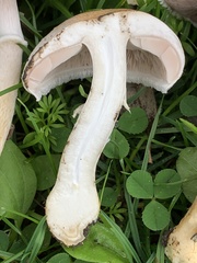 Agaricus comtulus