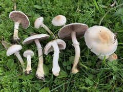 Agaricus comtulus