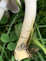 Agaricus comtulus
