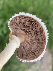 Agaricus comtulus