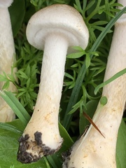 Agaricus comtulus