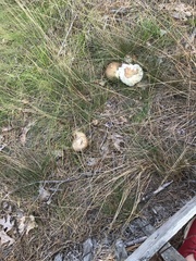 Retiboletus vinaceipes