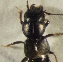 Platystethus alutaceus