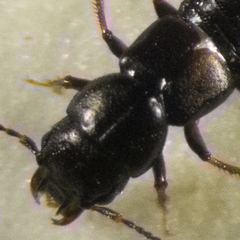 Platystethus alutaceus