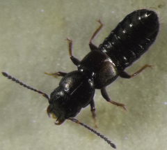 Platystethus alutaceus