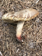 Retiboletus vinaceipes