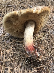 Retiboletus vinaceipes