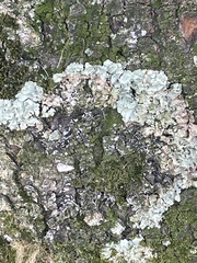 Flavoparmelia caperata