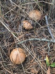 Suillus salmonicolor