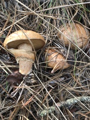 Suillus salmonicolor