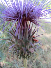 Cynara