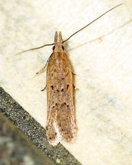 Dichomeris ligulella