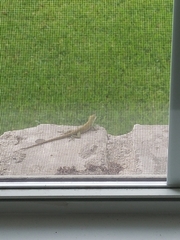 Anolis carolinensis