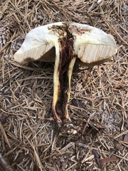 Retiboletus vinaceipes