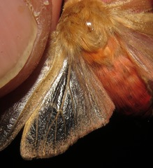 Pseudohemihyalea asignata