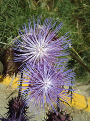 Cynara