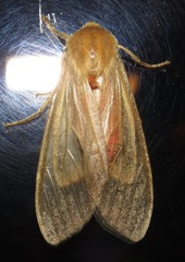 Image of Pseudohemihyalea asignata