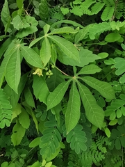 Manihot chlorosticta