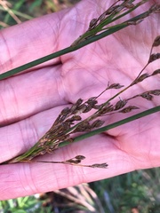 Juncus balticus littoralis
