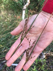 Juncus balticus littoralis