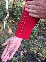 Juncus balticus littoralis