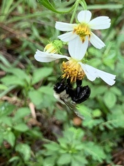 Bombus impatiens image