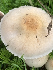 Agaricus comtulus