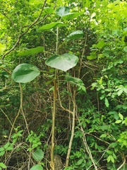 Jatropha chamelensis